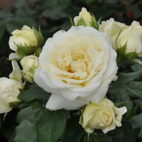 Blanco - Árbol de Rosas Floribunda - rosal de pie alto- forma de corona tupida